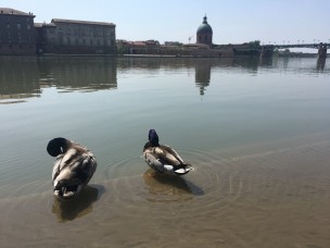 les canards se rafraîchissent dans la Garonne