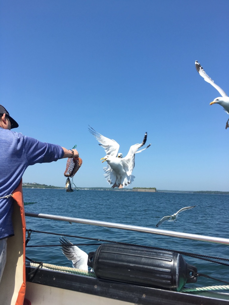 man standing on lobster boat holding net filled with fish bait as white seagull flies near it ©️photo by BonjourDarlene.com
